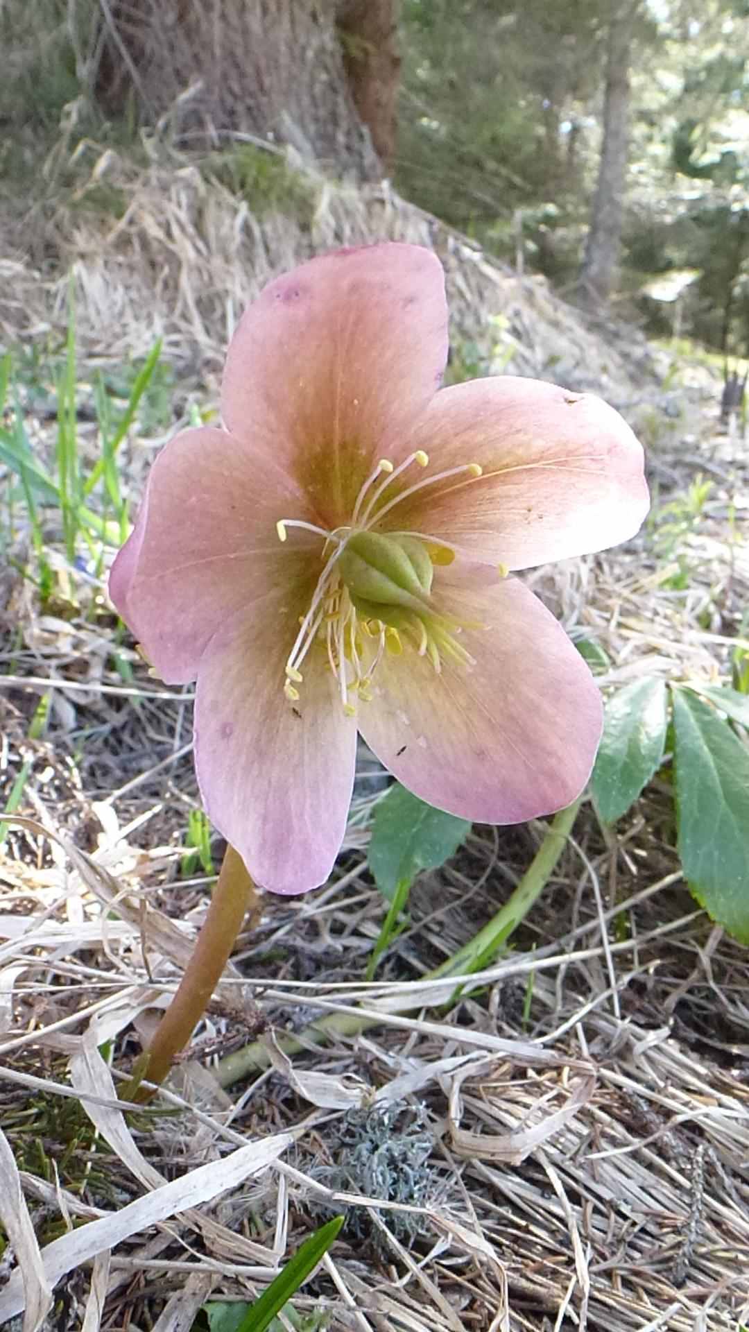 Helleborus niger  / Rosa di Natale